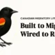 My New Lifestyle Inspired by a Canadian Migratory Bird