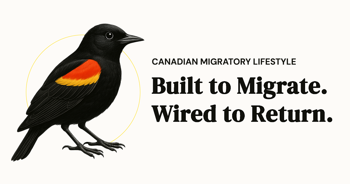 My New Lifestyle Inspired by a Canadian Migratory Bird